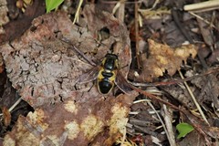 Helophilus lapponicus