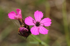Microbotryum dianthorum
