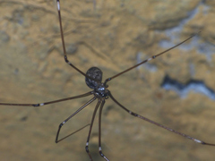 Smeringopus pallidus