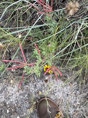 Desmanthus leptolobus