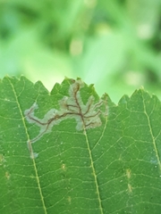 Caloptilia elongella