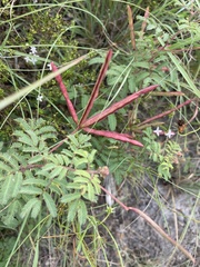 Desmanthus leptolobus