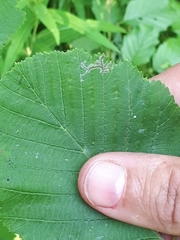 Caloptilia elongella