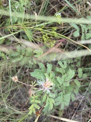 Desmanthus leptolobus