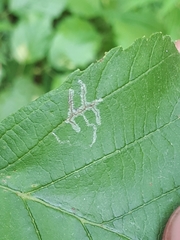 Caloptilia elongella