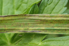 Puccinia urticata