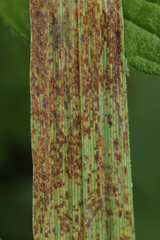 Puccinia urticata