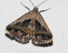 Acantholipes circumdata
