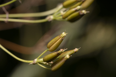 Anthriscus cerefolium