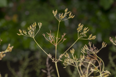 Anthriscus cerefolium