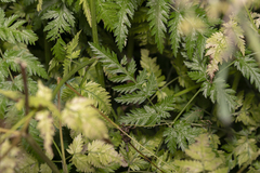 Anthriscus cerefolium