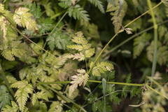 Anthriscus cerefolium