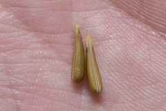 Anthriscus cerefolium