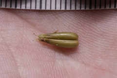 Anthriscus cerefolium