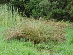 Needle Rush (Juncus sarophorus)