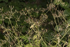 Anthriscus cerefolium