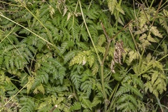 Anthriscus cerefolium