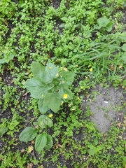 Lapsana communis