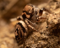 Habronattus carolinensis