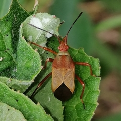 Hypselonotus orientalis