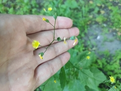 Lapsana communis