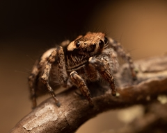 Habronattus carolinensis