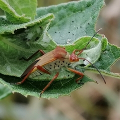Hypselonotus orientalis