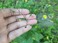 Lapsana communis