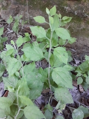 Solidago albopilosa