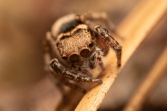 Habronattus carolinensis