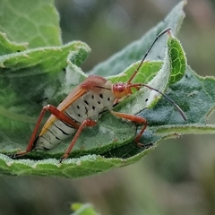 Hypselonotus orientalis
