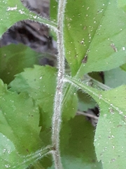 Solidago albopilosa
