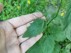 Lapsana communis