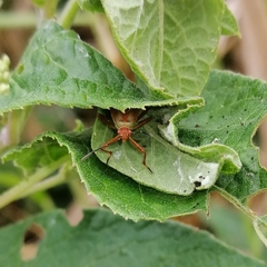 Hypselonotus orientalis