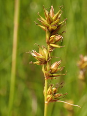 Carex muricata pairae