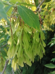Acer negundo