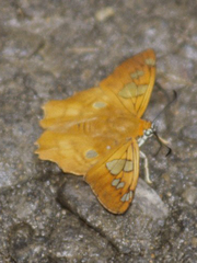 Myscelus