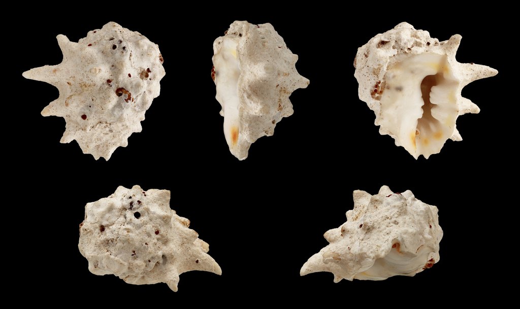 Drupes