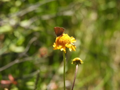 Callophrys augustinus