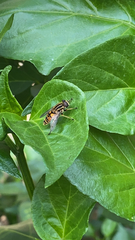 Helophilus pendulus