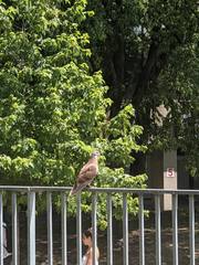 Columba livia domestica