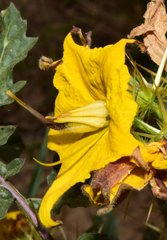 Solanum angustifolium