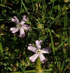 Silene vallesia
