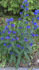 Echium vulgare
