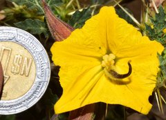 Solanum angustifolium