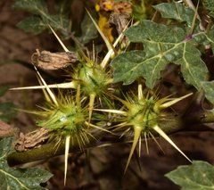 Solanum angustifolium