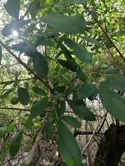 Vitex mollis