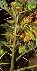 Solanum angustifolium