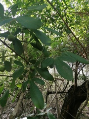 Vitex mollis