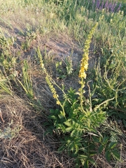 Agrimonia eupatoria